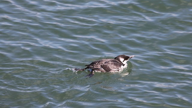 Common Murre - ML651243360