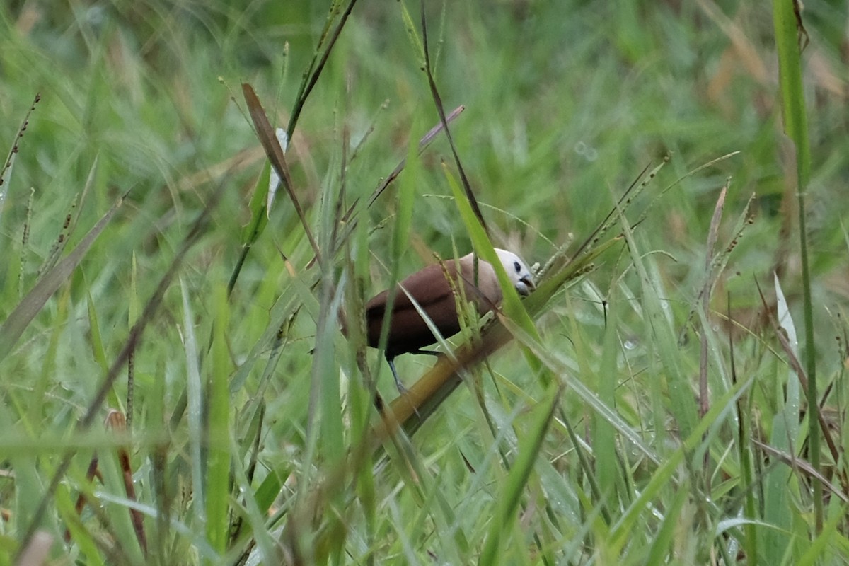 White-headed Munia - ML651243468