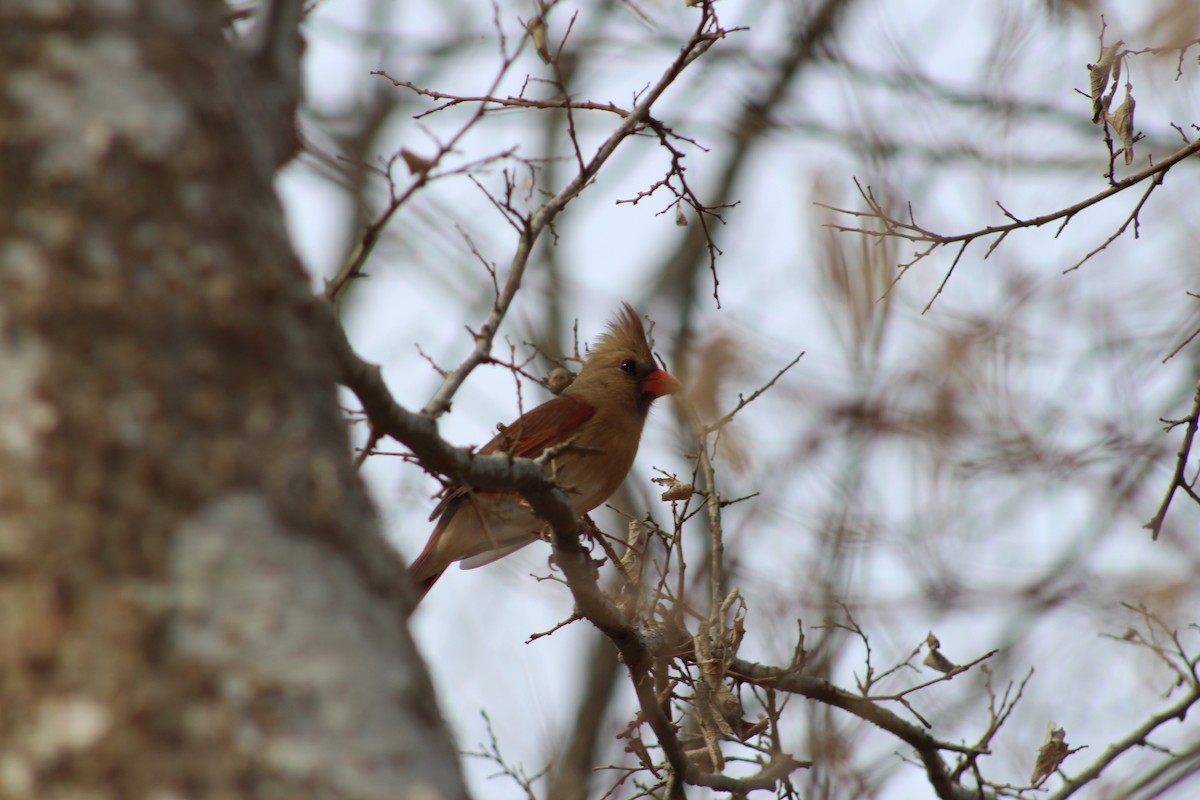 Northern Cardinal - ML651243470