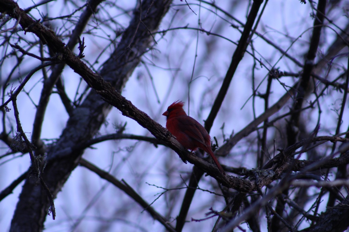 Northern Cardinal - ML651243474