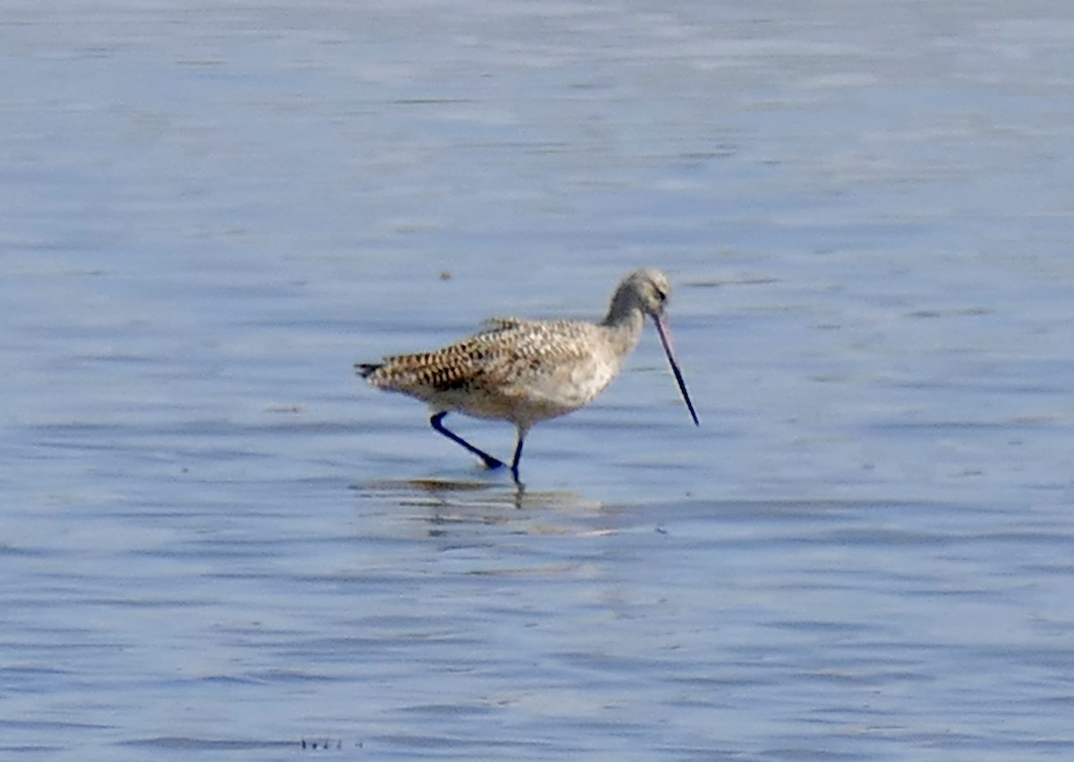 Marbled Godwit - ML651243477