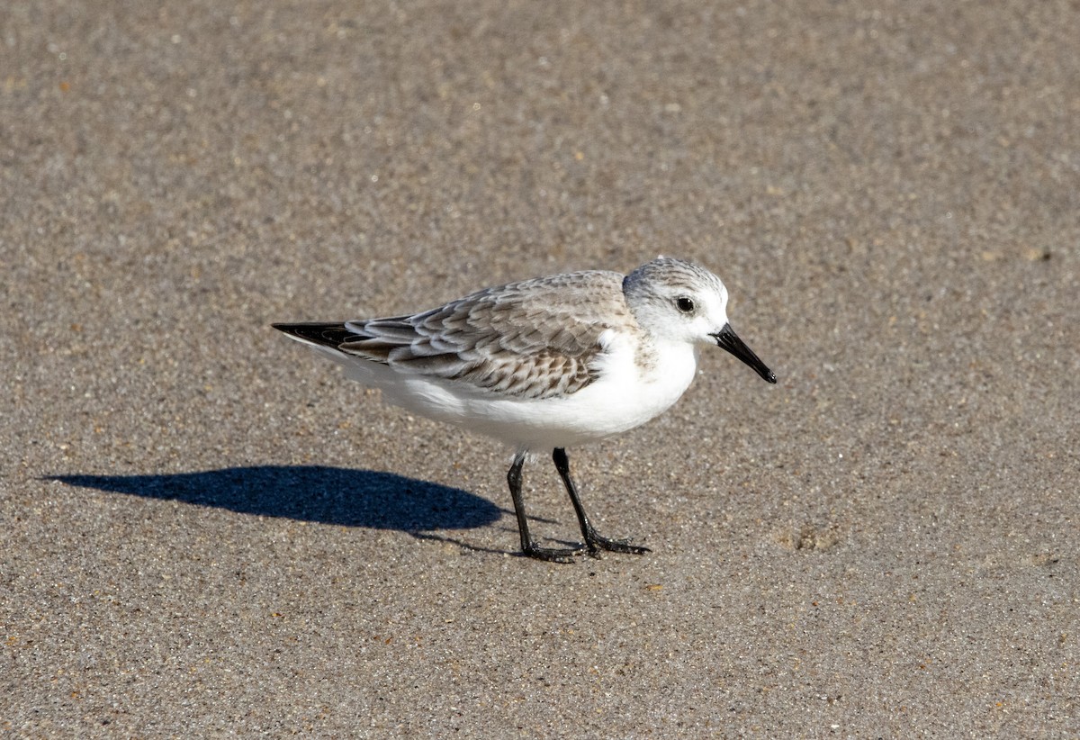 Sanderling - ML651243480