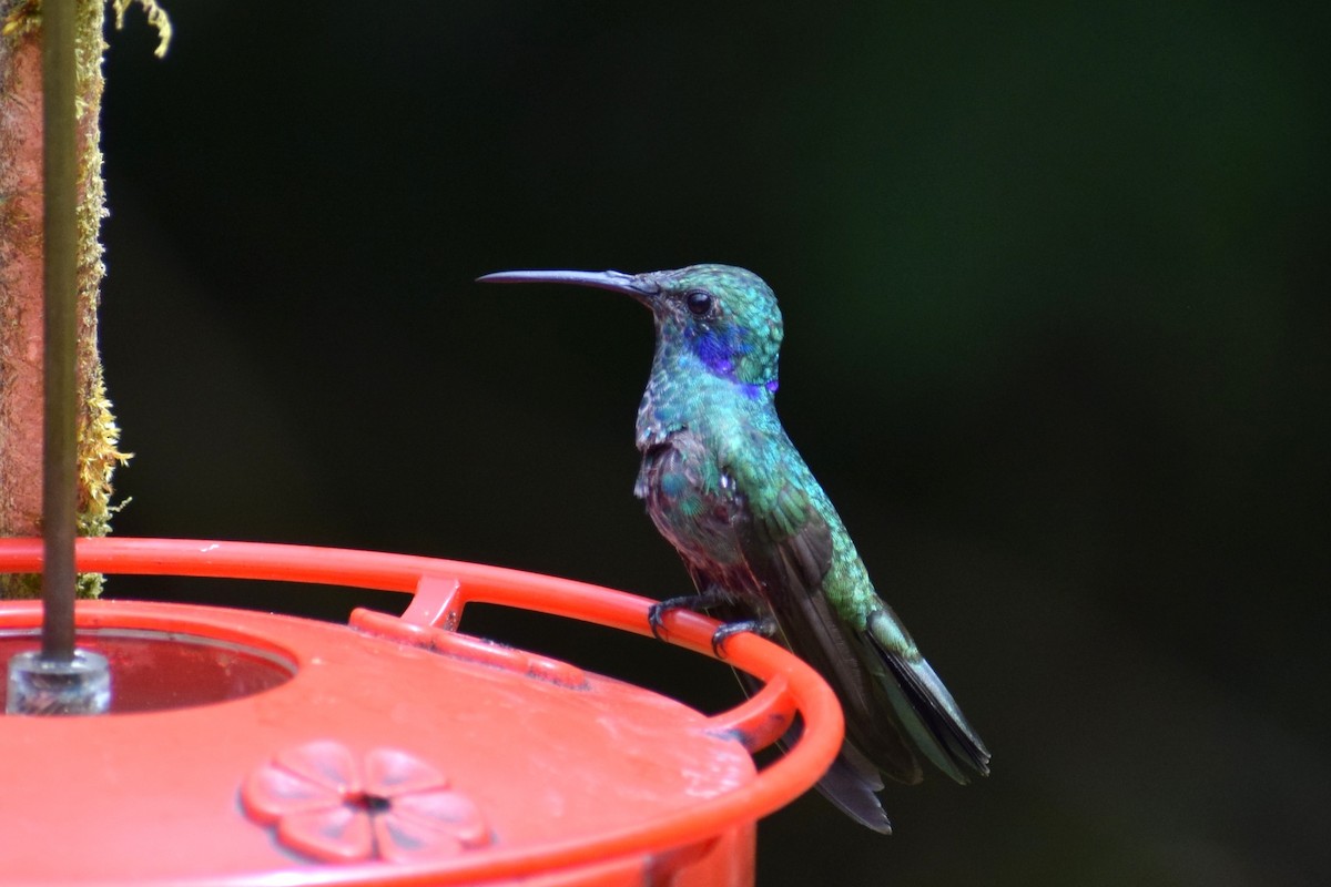 Lesser Violetear - ML651243483