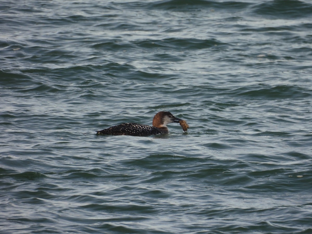 Common Loon - ML651243484