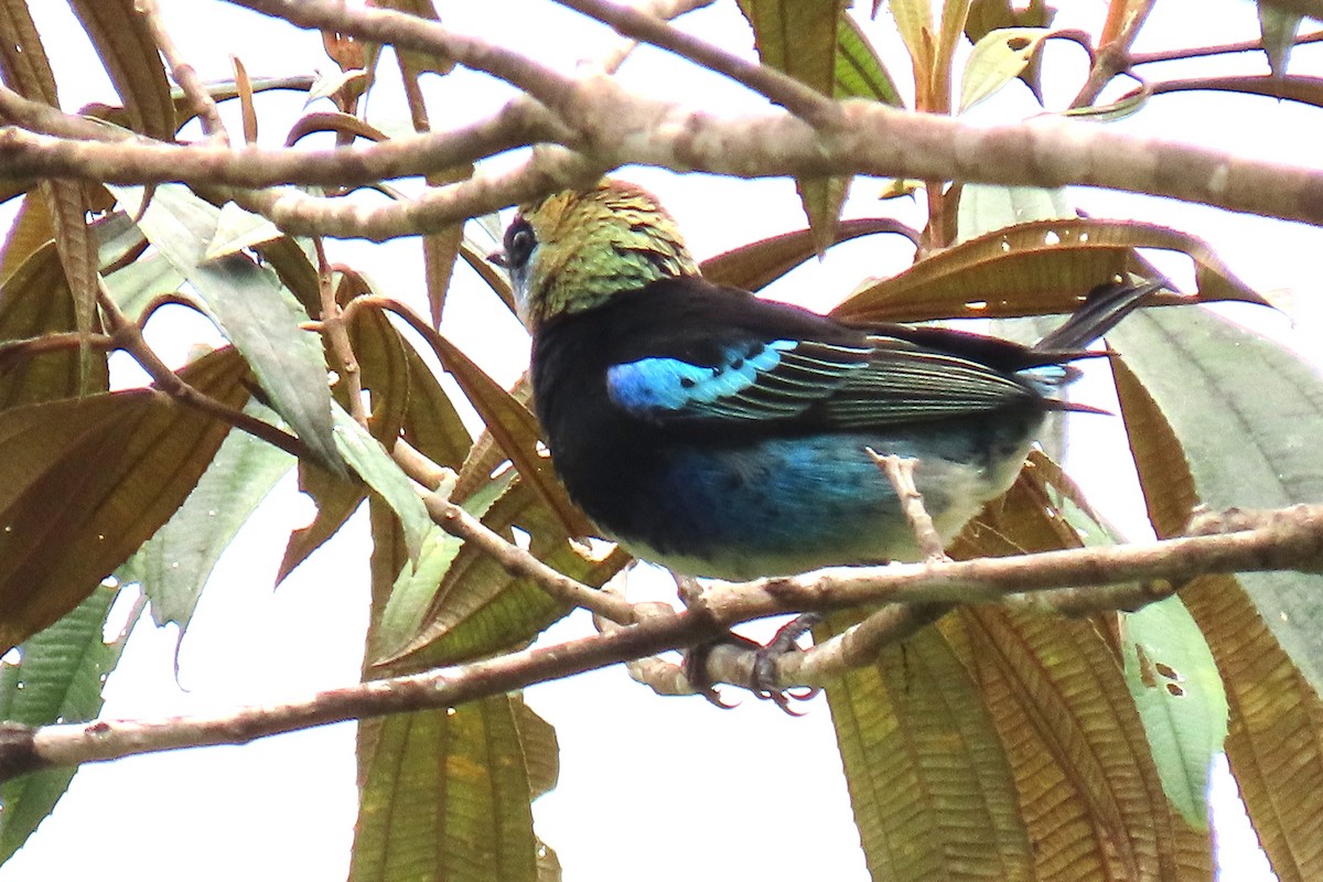 Golden-hooded Tanager - ML651243485