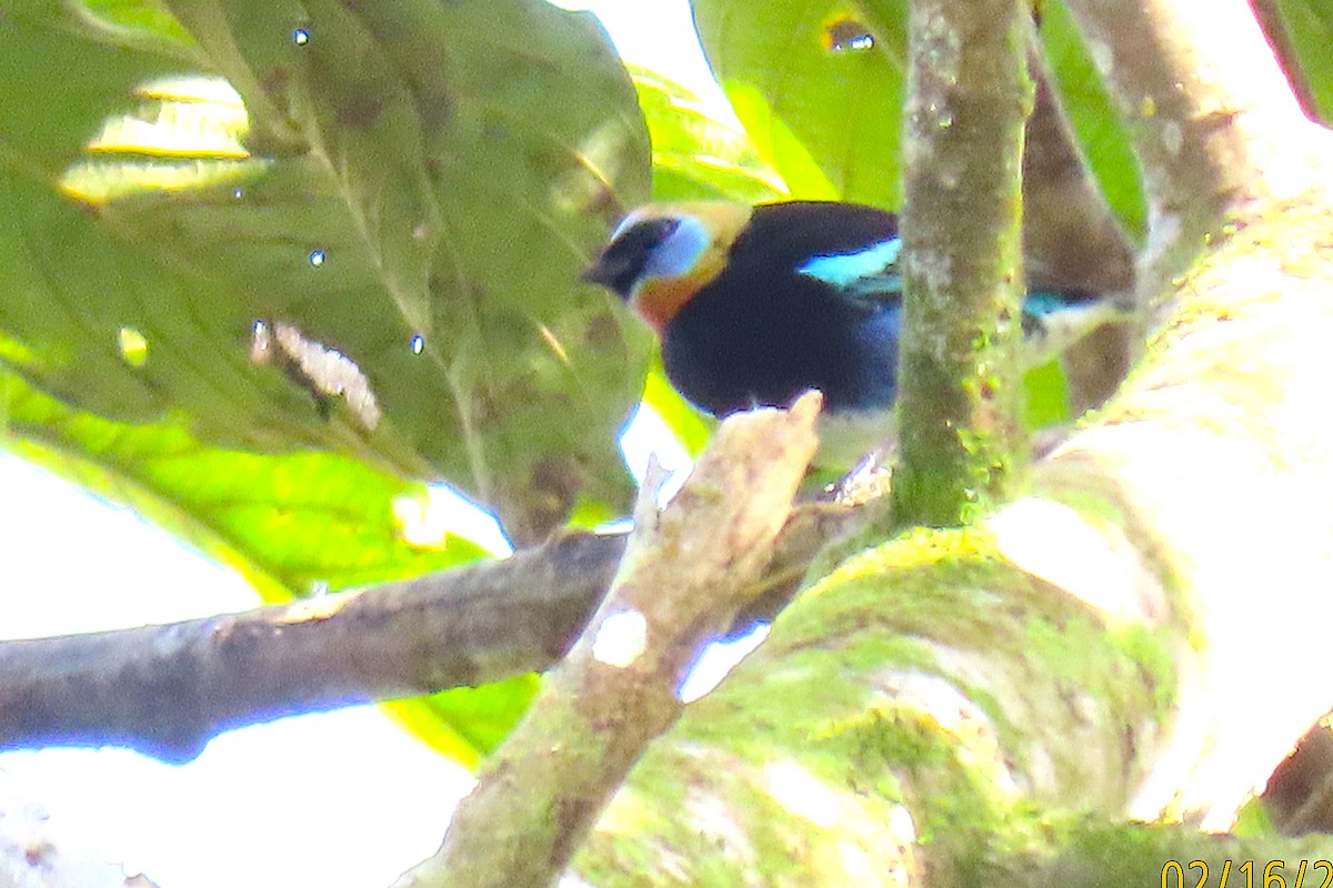 Golden-hooded Tanager - ML651243486