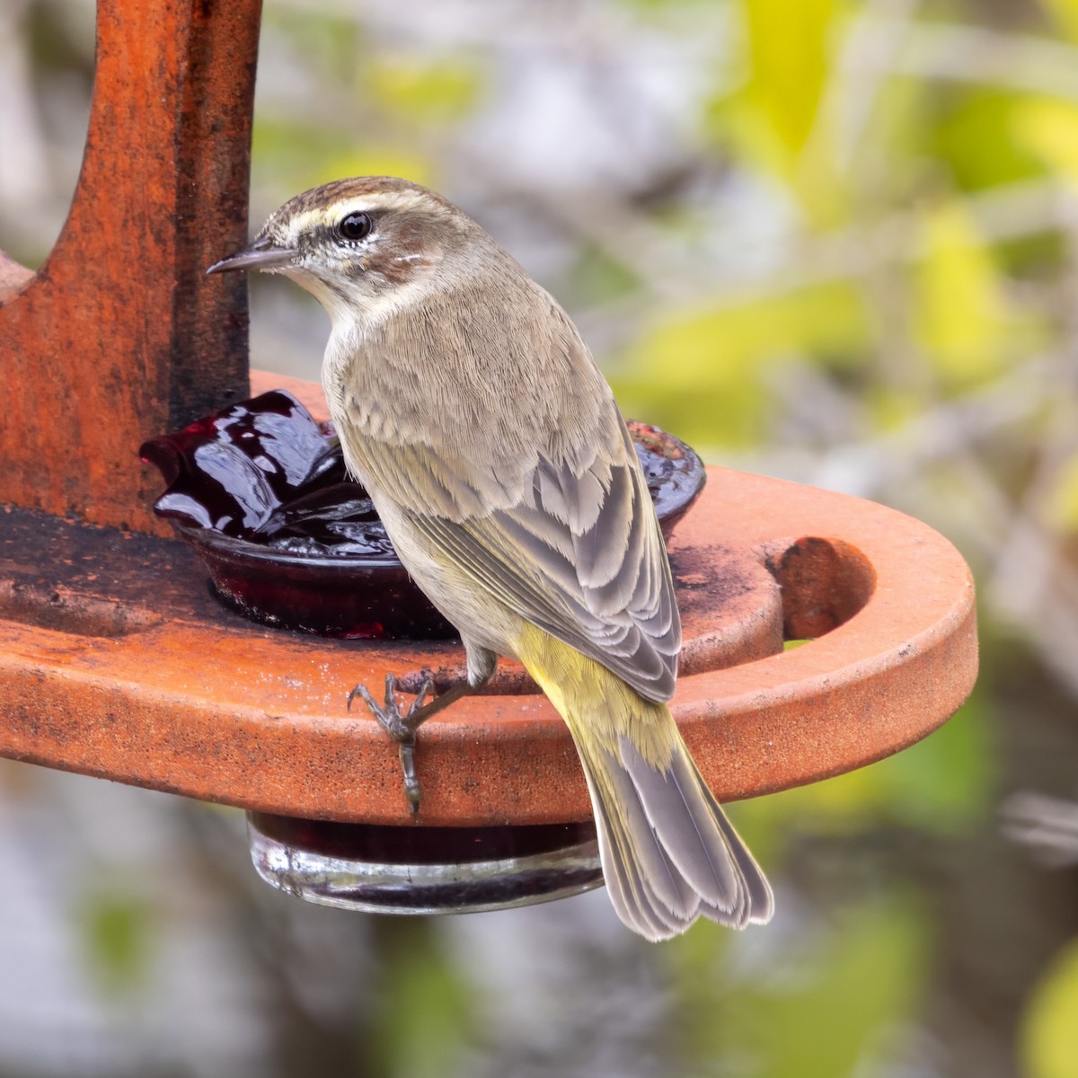 Palm Warbler (Western) - ML651243488