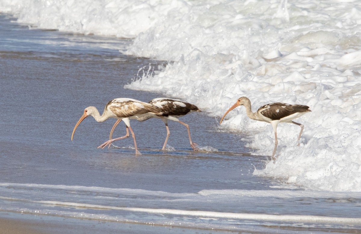 White Ibis - ML651243489