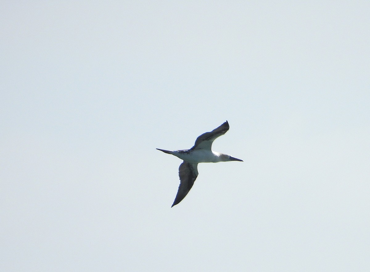 Northern Gannet - ML651243493