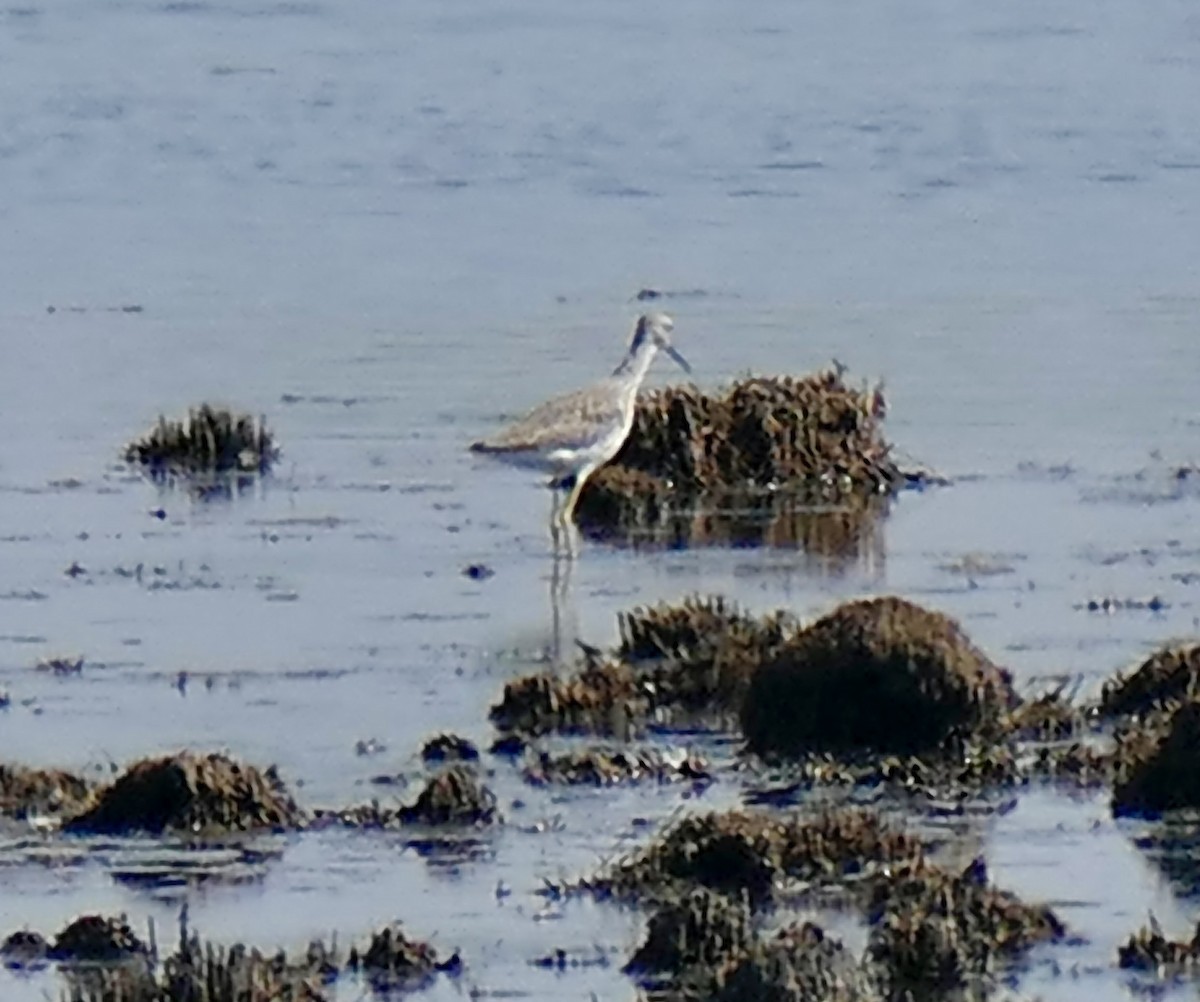 Greater Yellowlegs - ML651243496