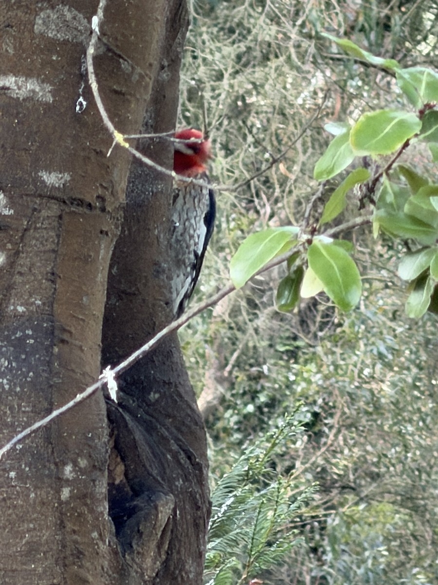 Red-breasted Sapsucker - ML651243498