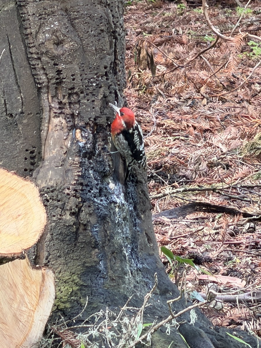 Red-breasted Sapsucker - ML651243499
