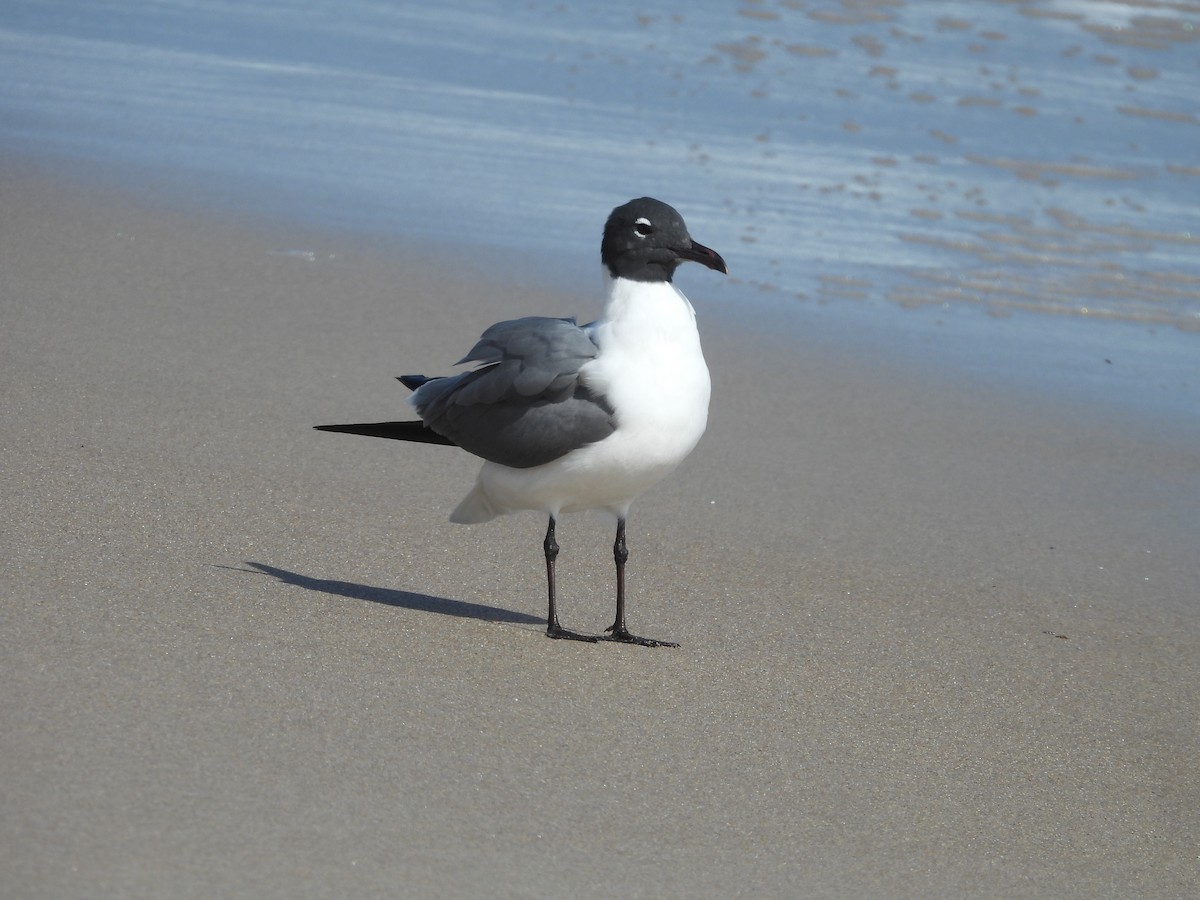 Laughing Gull - ML651243501