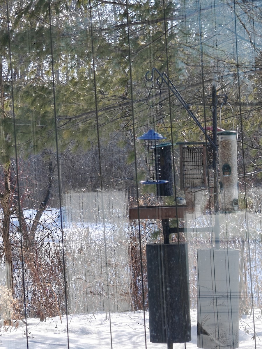 Red-breasted Nuthatch - ML651243502