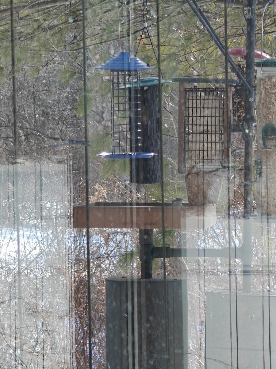 Red-breasted Nuthatch - ML651243503