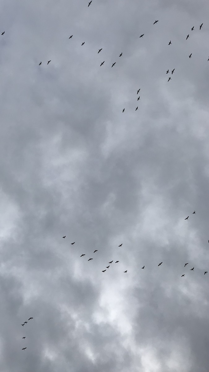 Anser sp. - ML651243505