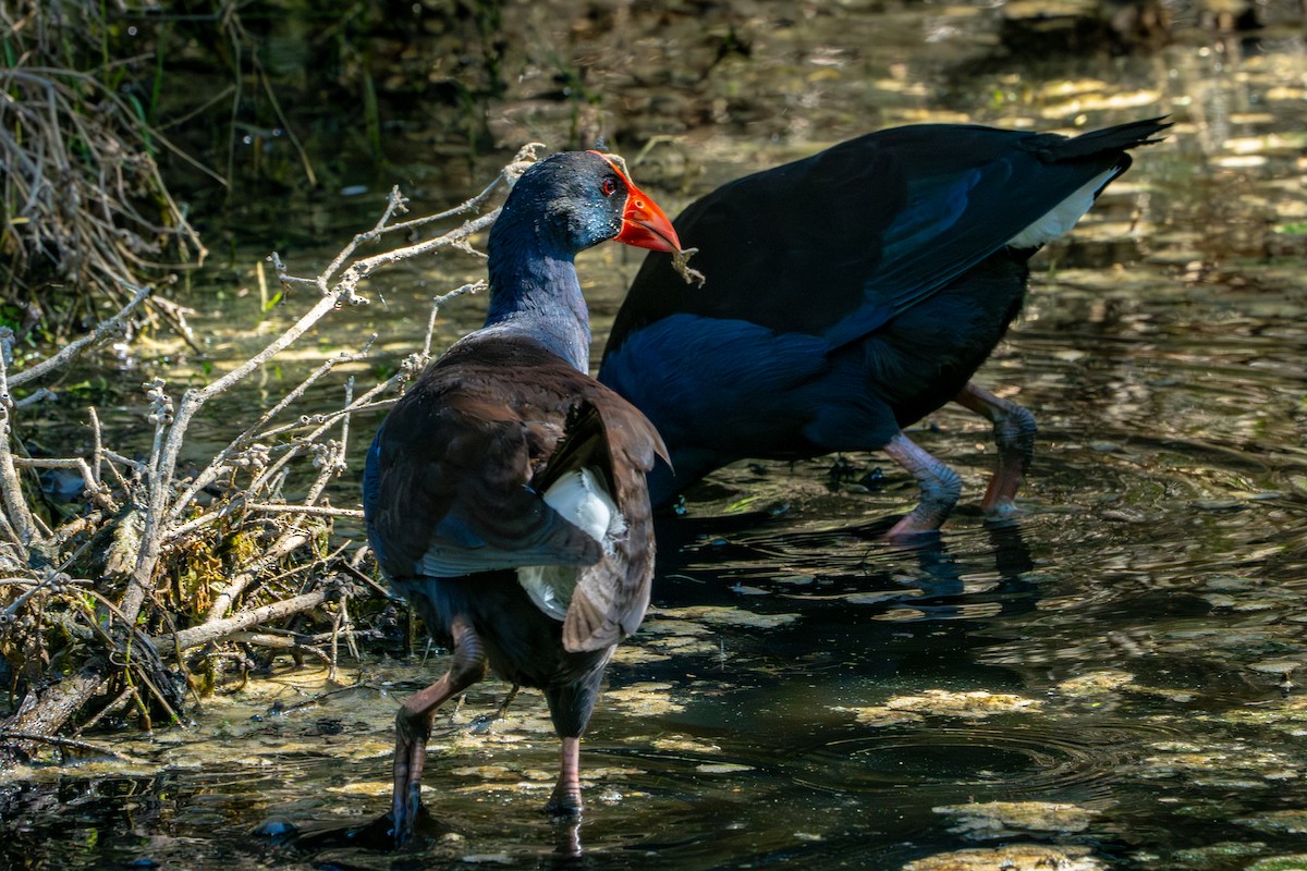 Australasian Swamphen - ML651243621