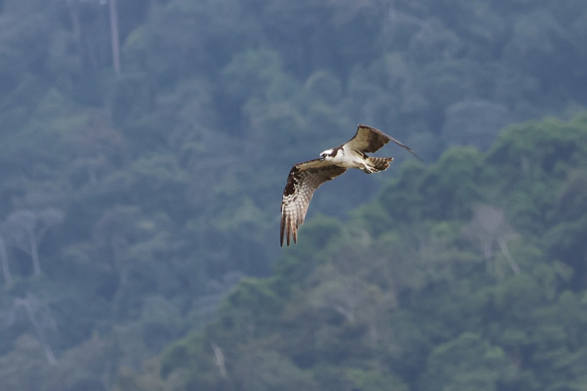 Balık Kartalı - ML651244089