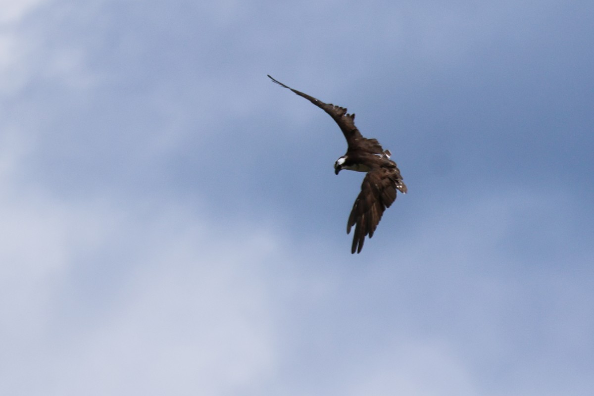 Balık Kartalı - ML651244090