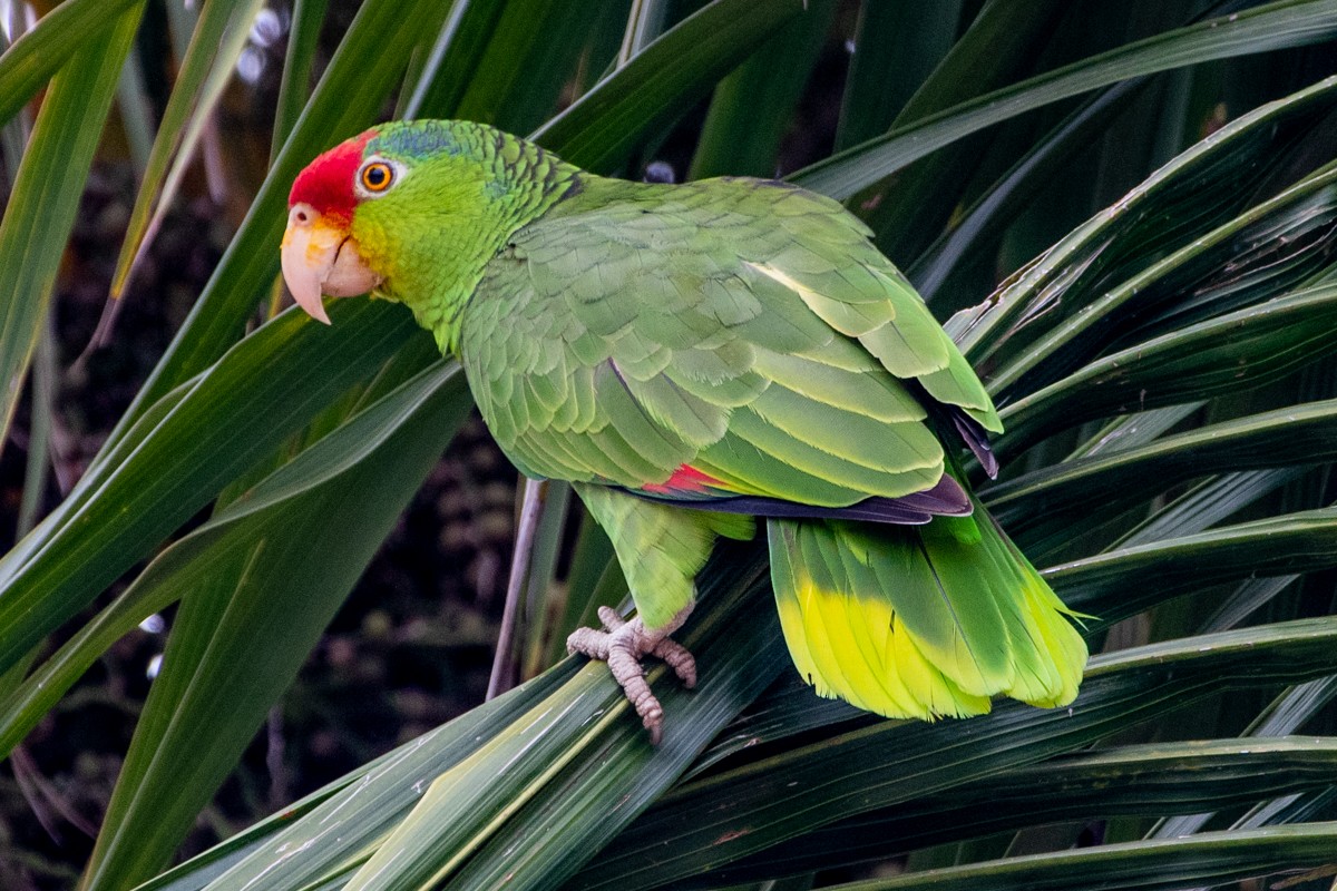 Grünwangenamazone - ML651244141