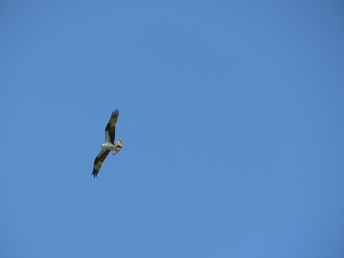 Balık Kartalı - ML651244163