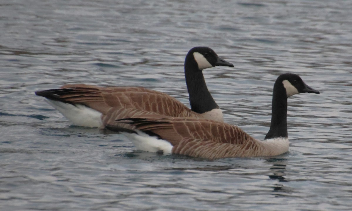 Kanadagans - ML651244258