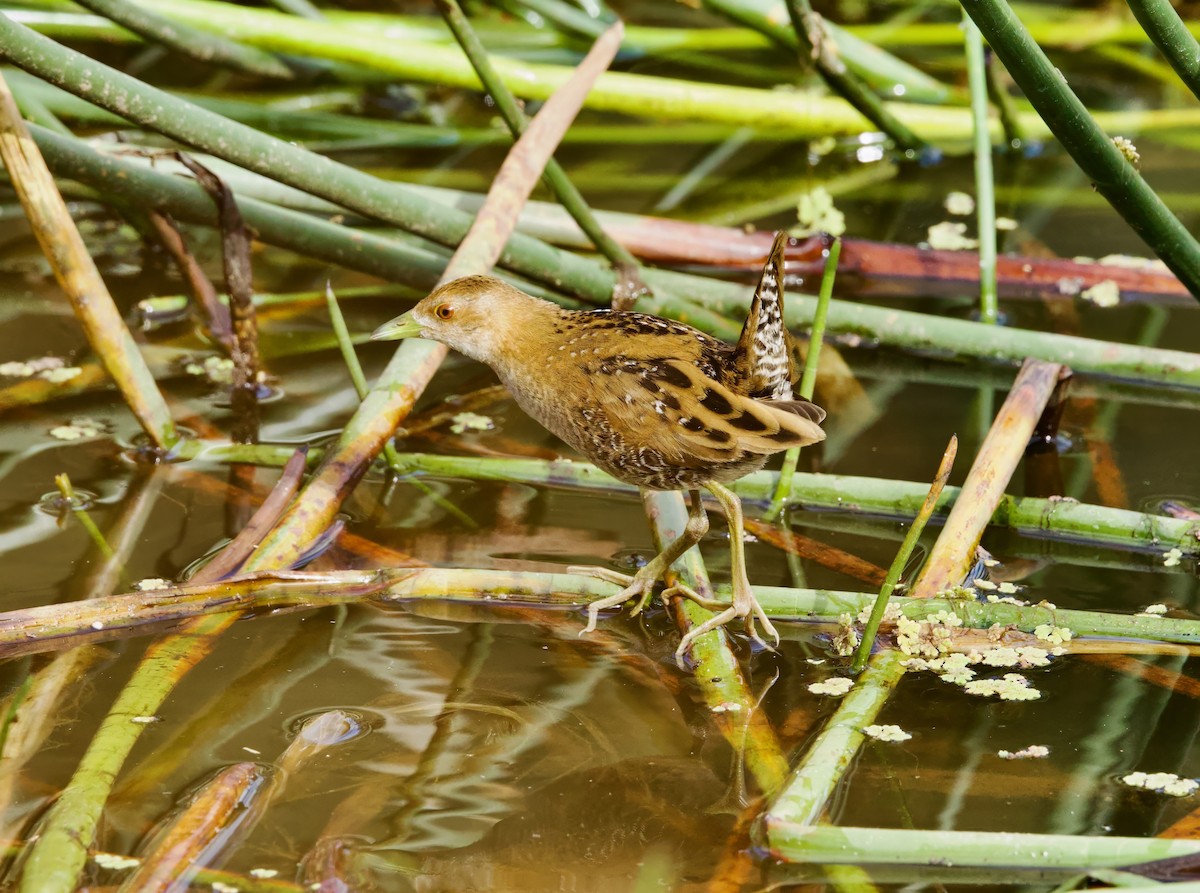小秧雞(palustris群) - ML651244267