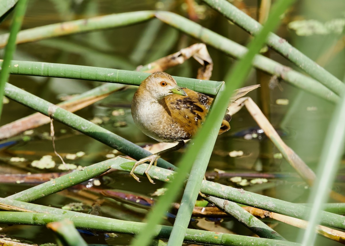 小秧雞(palustris群) - ML651244268