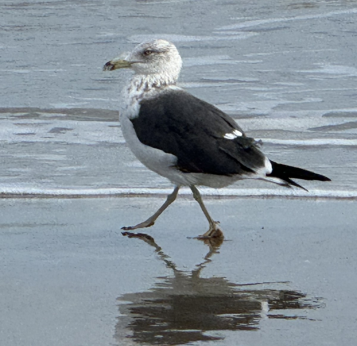 Lesser Black-backed Gull - ML651244326