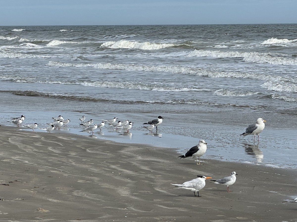 Lesser Black-backed Gull - ML651244327