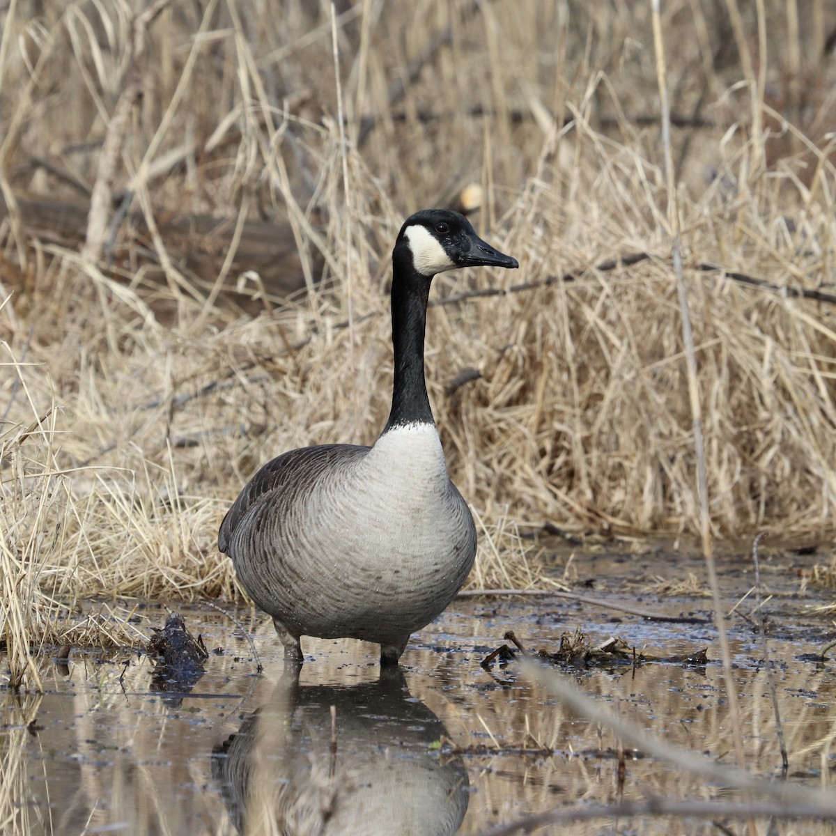 Kanadagans - ML651244405