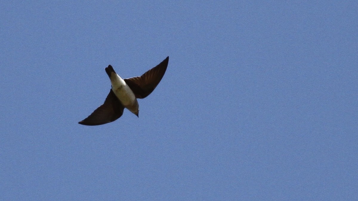 Brown-chested Martin - Alex Wiebe