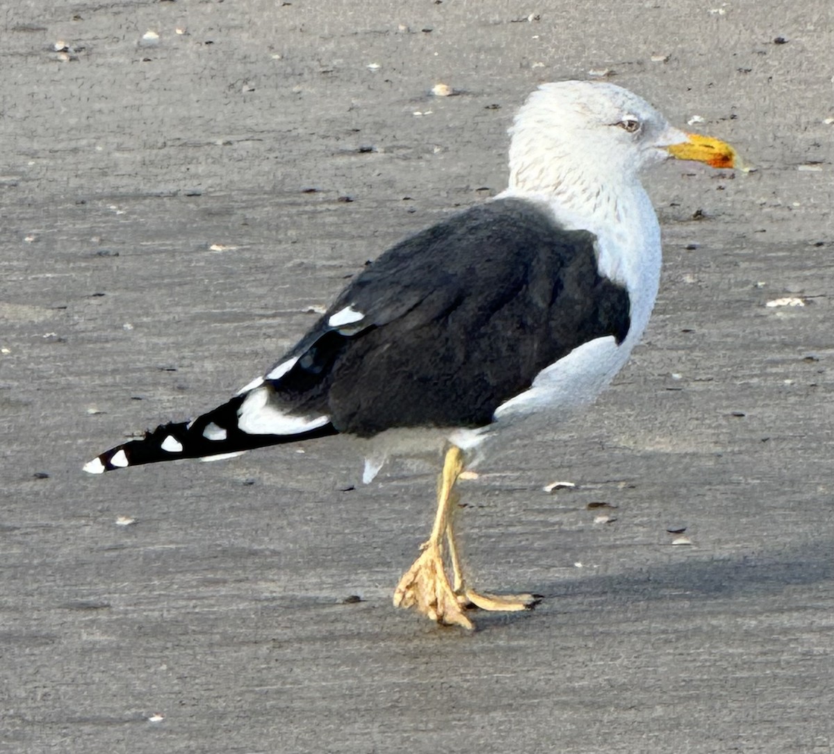 Lesser Black-backed Gull - ML651244616