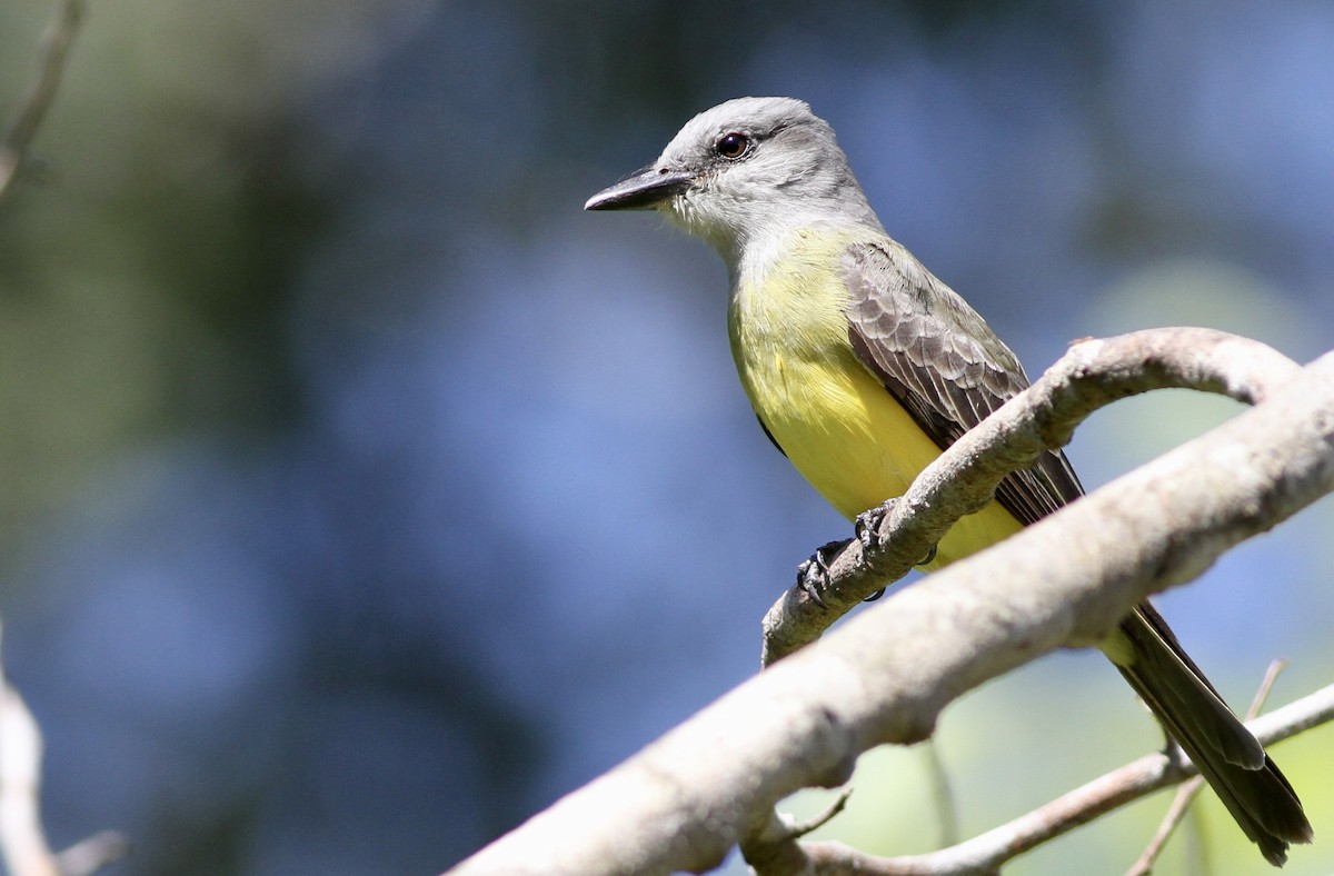 Tropical Kingbird - ML65124481