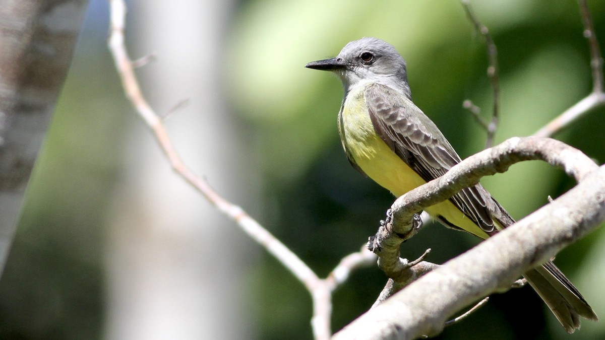 Tropical Kingbird - Alex Wiebe