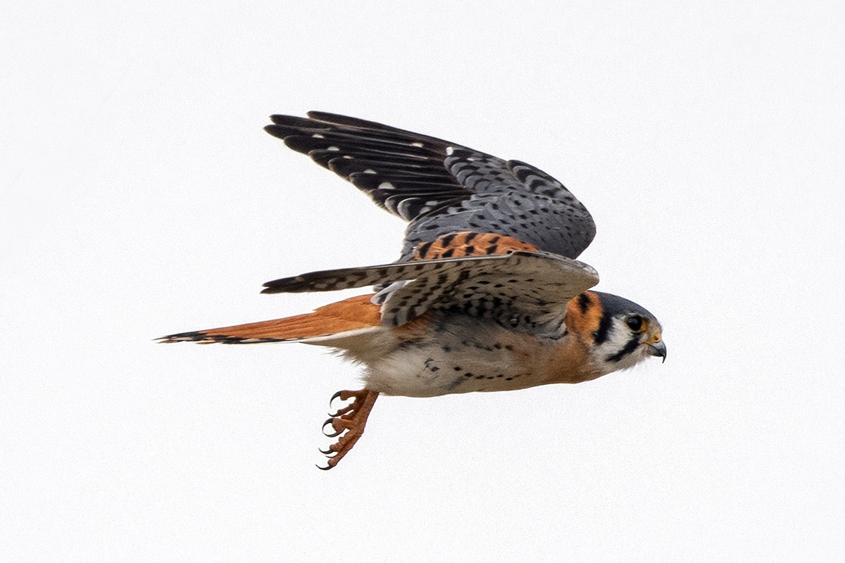 Buntfalke - ML651245053