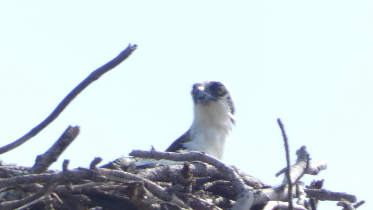 Balık Kartalı - ML651245140