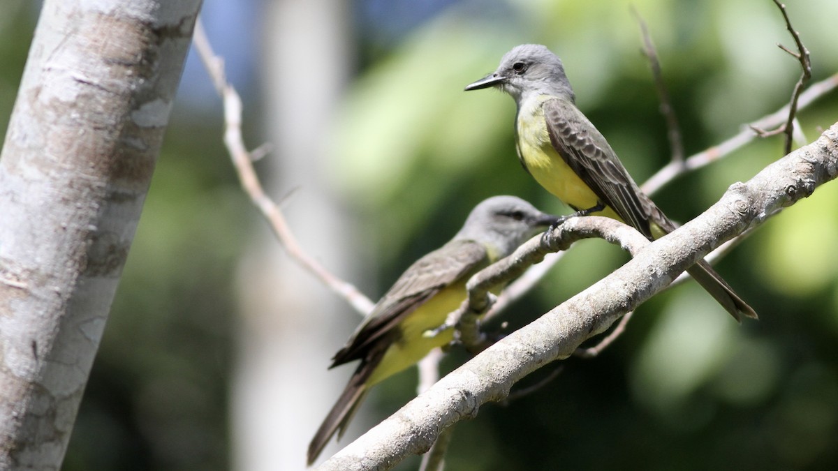 Tropical Kingbird - Alex Wiebe