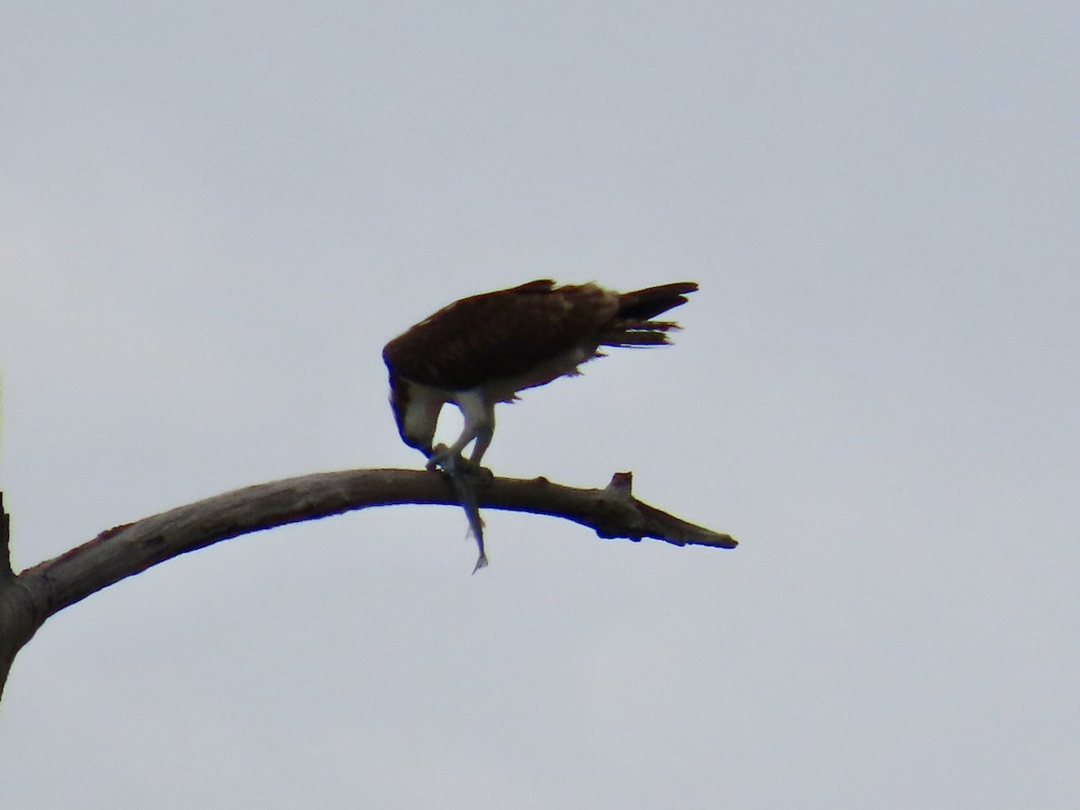 Balık Kartalı - ML651245707