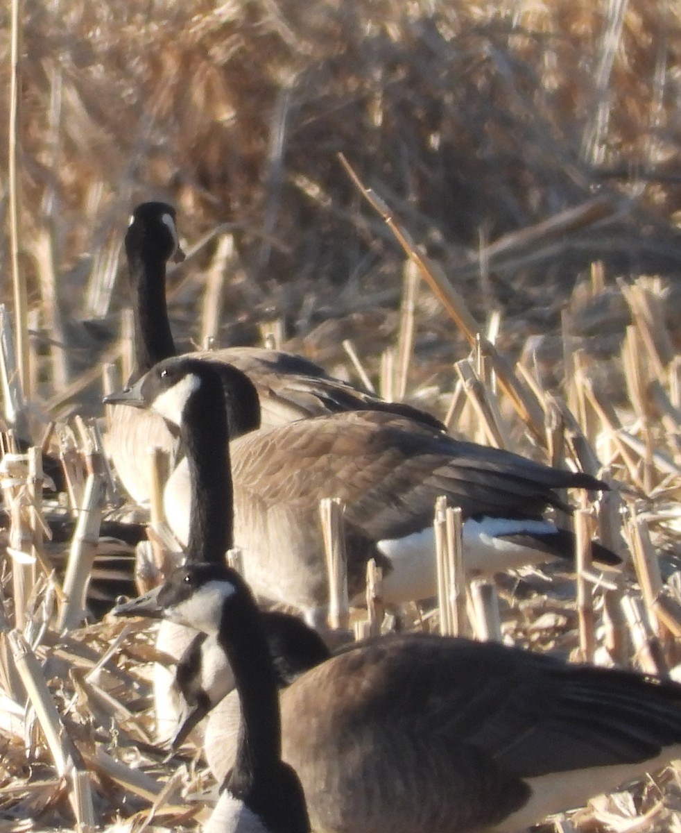 Kanadagans - ML651245792