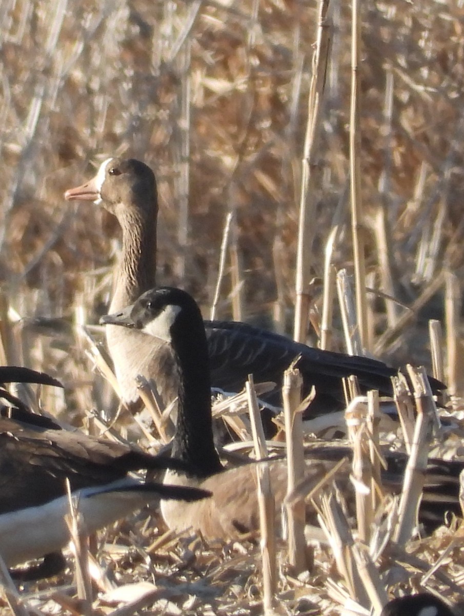 Kanadagans - ML651245819