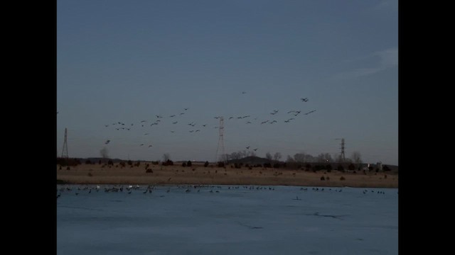 Kanadagans - ML651245889