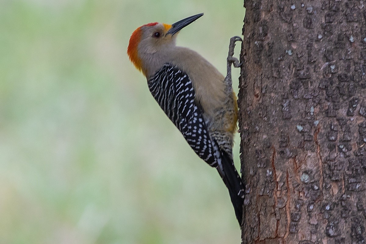 Goldstirnspecht - ML651246040