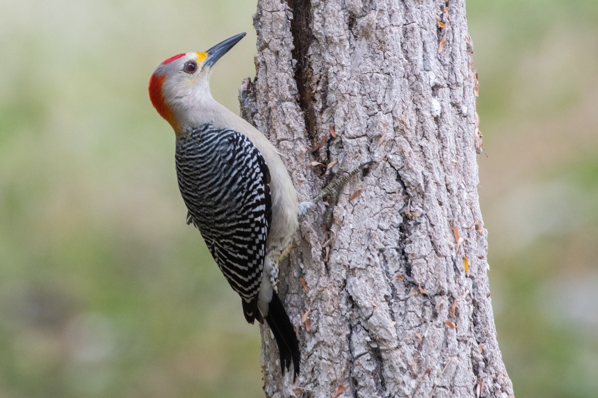 Goldstirnspecht - ML651246070