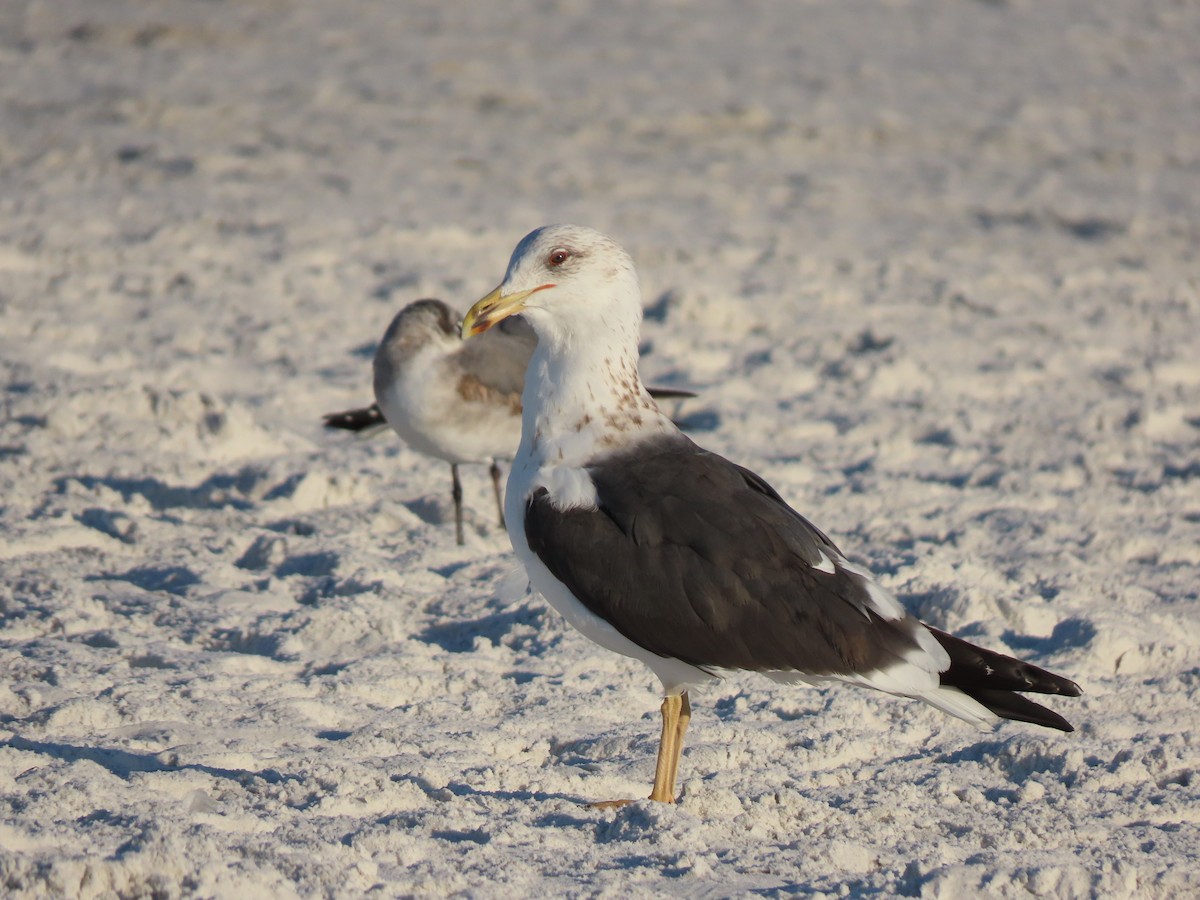 Lesser Black-backed Gull - ML651246097