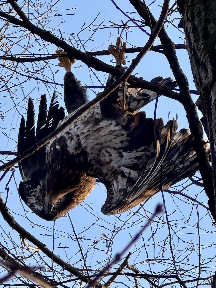 ハクトウワシ - ML651246161