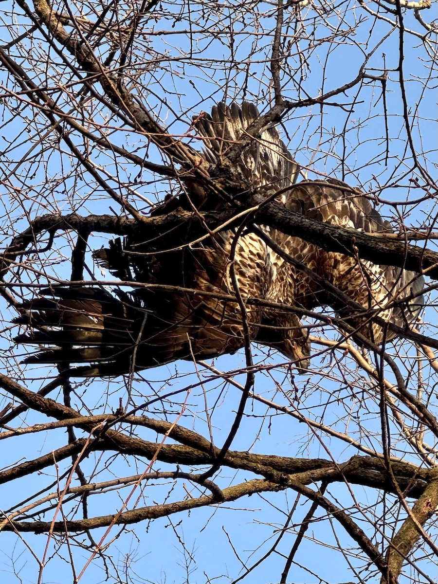 ハクトウワシ - ML651246162