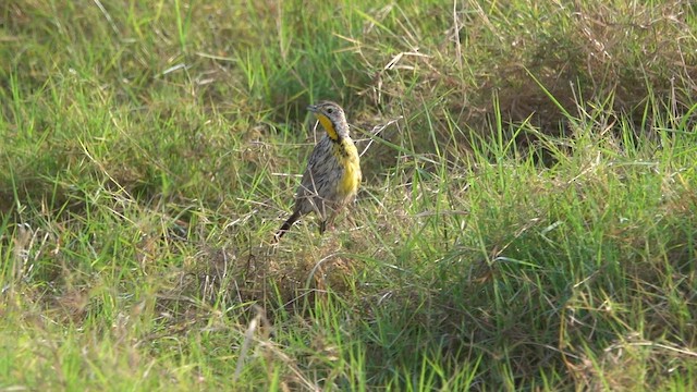 Pangani Longclaw - ML651246255