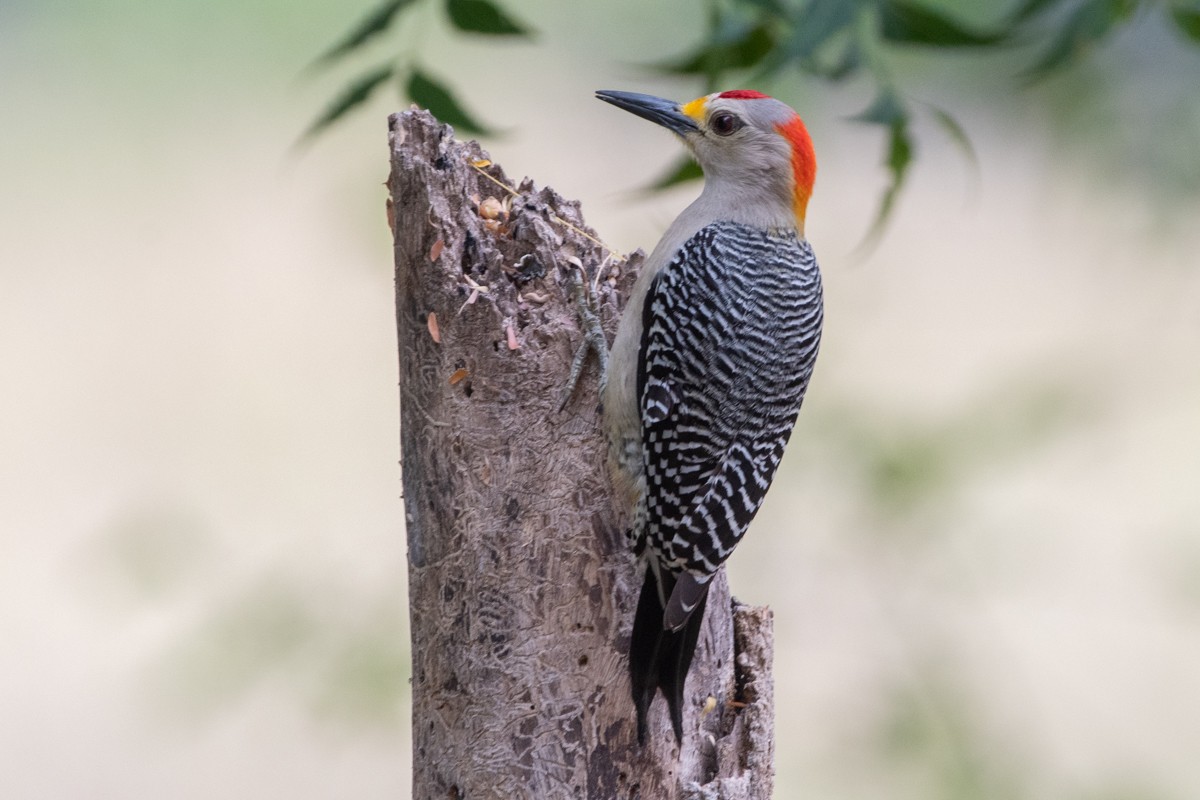 Goldstirnspecht - ML651246353