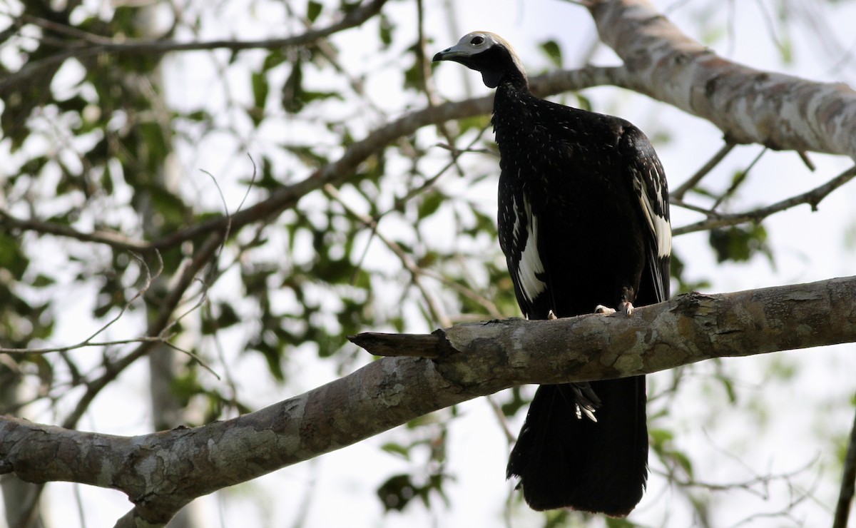 Blue-throated Piping-Guan - Alex Wiebe